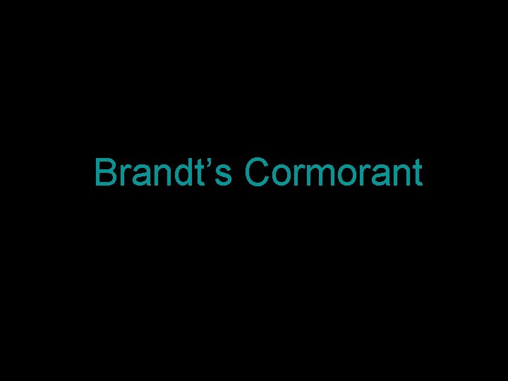 Brandt’s Cormorant 