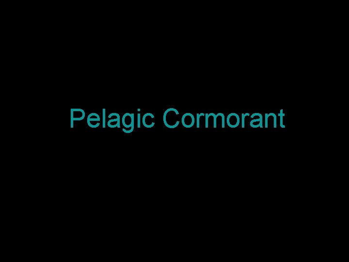 Pelagic Cormorant 