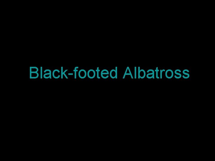 Black-footed Albatross 