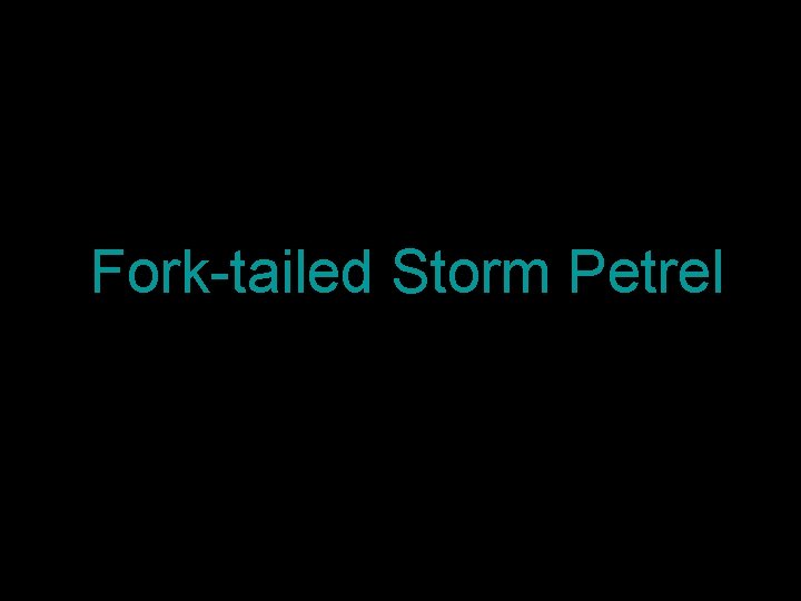 Fork-tailed Storm Petrel 