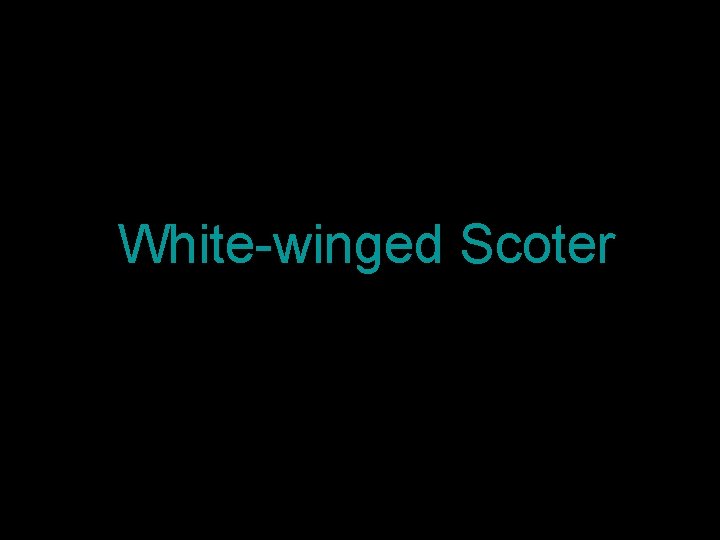 White-winged Scoter 