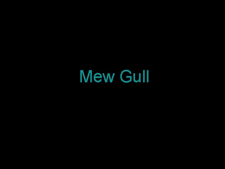 Mew Gull 