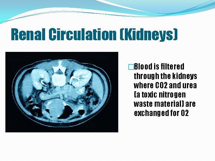 Renal Circulation (Kidneys) �Blood is filtered through the kidneys where CO 2 and urea