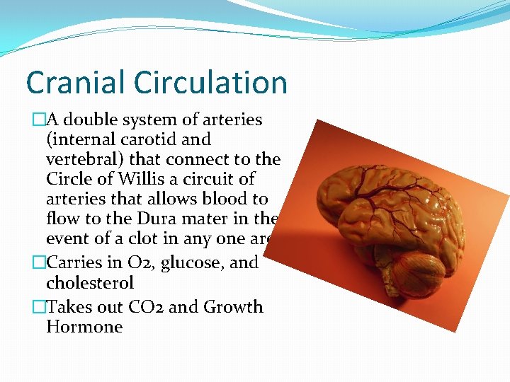 Cranial Circulation �A double system of arteries (internal carotid and vertebral) that connect to