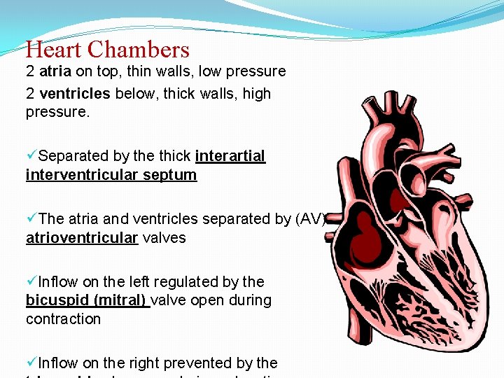 Heart Chambers 2 atria on top, thin walls, low pressure 2 ventricles below, thick