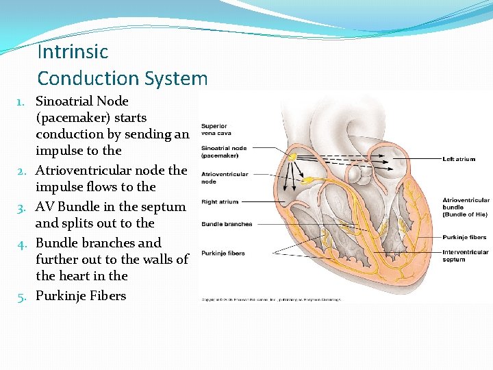 Intrinsic Conduction System 1. Sinoatrial Node (pacemaker) starts conduction by sending an impulse to