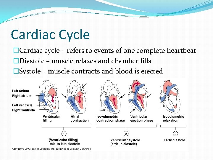 Cardiac Cycle �Cardiac cycle – refers to events of one complete heartbeat �Diastole –