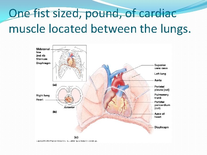One fist sized, pound, of cardiac muscle located between the lungs. 