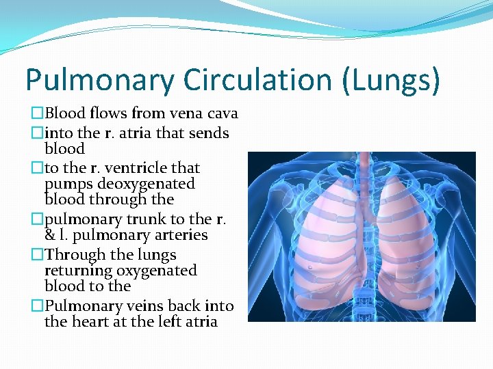 Pulmonary Circulation (Lungs) �Blood flows from vena cava �into the r. atria that sends