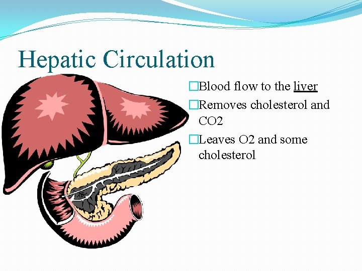 Hepatic Circulation �Blood flow to the liver �Removes cholesterol and CO 2 �Leaves O