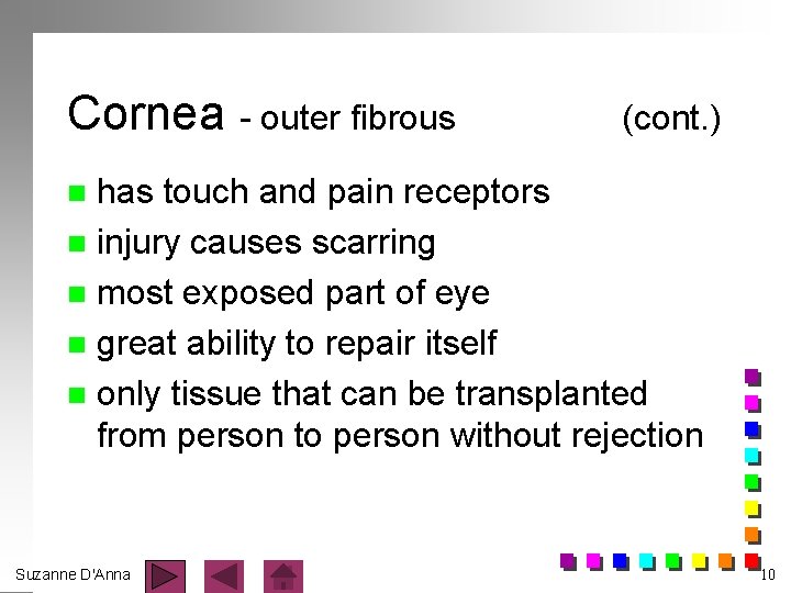 Cornea - outer fibrous (cont. ) has touch and pain receptors n injury causes