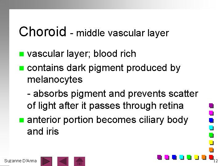 Choroid - middle vascular layer; blood rich n contains dark pigment produced by melanocytes