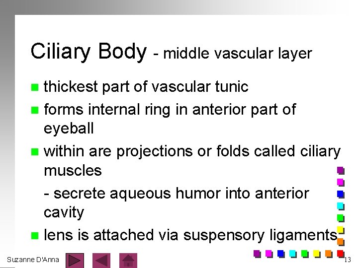 Ciliary Body - middle vascular layer thickest part of vascular tunic n forms internal