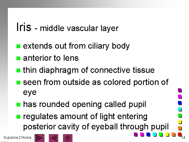 Iris - middle vascular layer extends out from ciliary body n anterior to lens