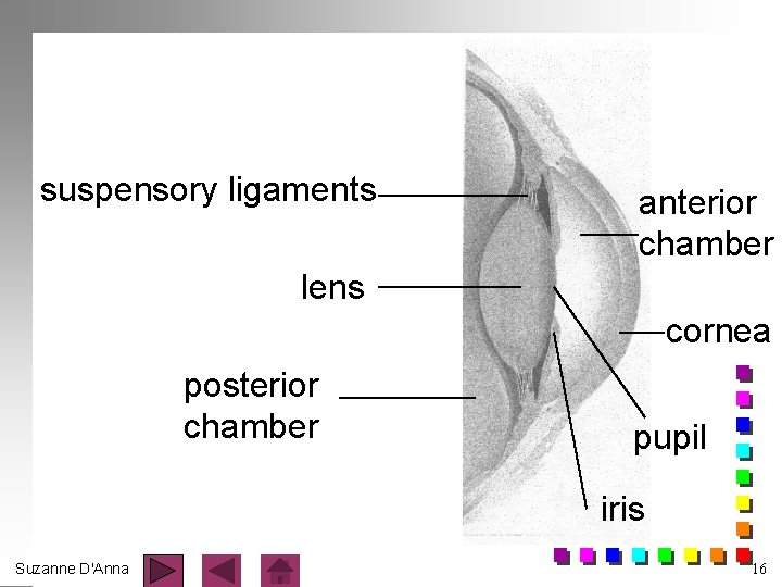 suspensory ligaments anterior chamber lens cornea posterior chamber pupil iris Suzanne D'Anna 16 