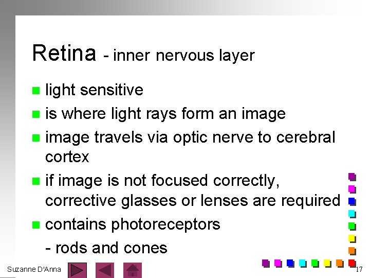 Retina - inner nervous layer light sensitive n is where light rays form an