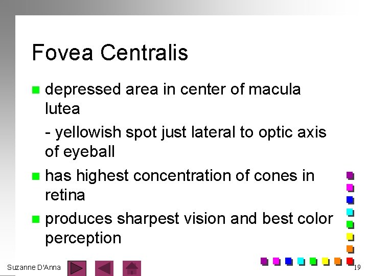Fovea Centralis depressed area in center of macula lutea - yellowish spot just lateral