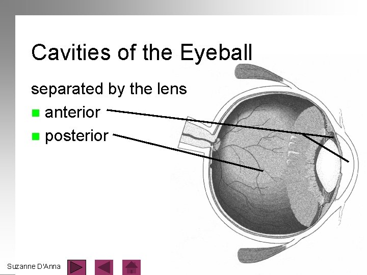 Cavities of the Eyeball separated by the lens n anterior n posterior Suzanne D'Anna