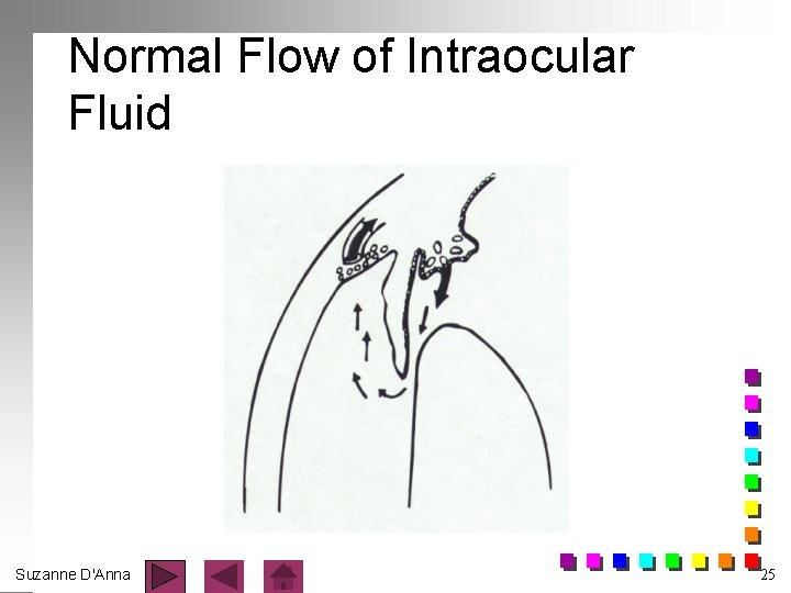 Normal Flow of Intraocular Fluid Suzanne D'Anna 25 