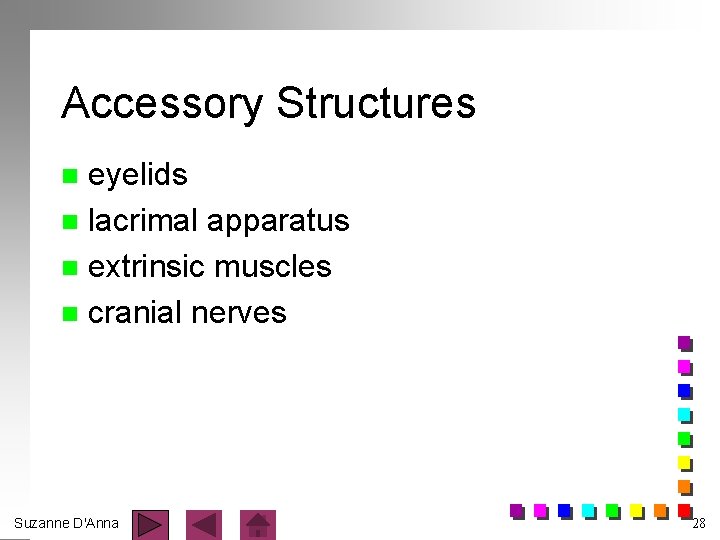 Accessory Structures eyelids n lacrimal apparatus n extrinsic muscles n cranial nerves n Suzanne