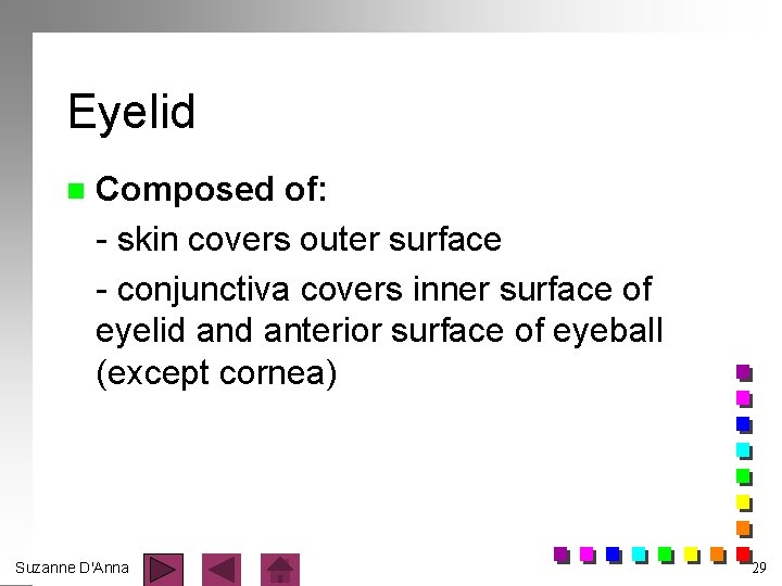 Eyelid n Composed of: - skin covers outer surface - conjunctiva covers inner surface