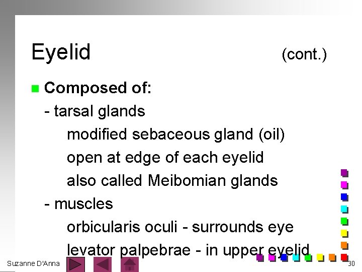 Eyelid n (cont. ) Composed of: - tarsal glands modified sebaceous gland (oil) open