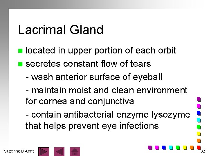 Lacrimal Gland located in upper portion of each orbit n secretes constant flow of