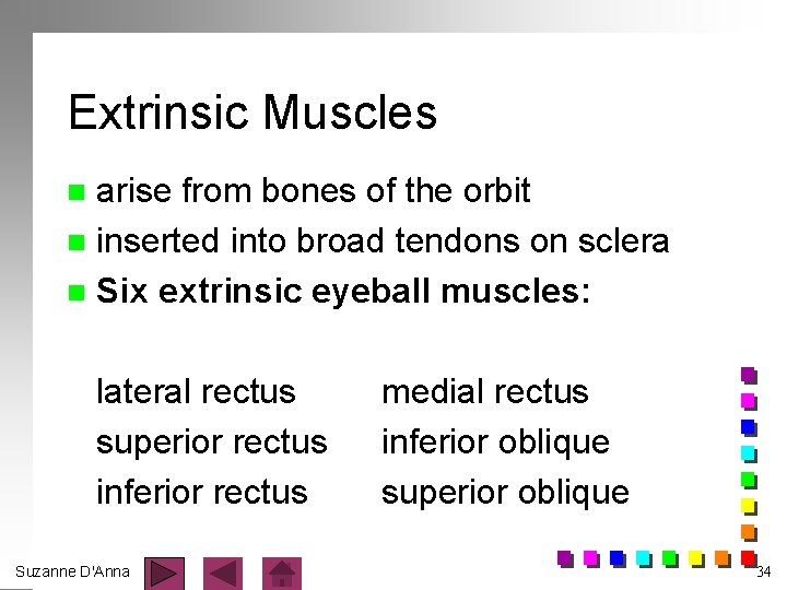 Extrinsic Muscles arise from bones of the orbit n inserted into broad tendons on