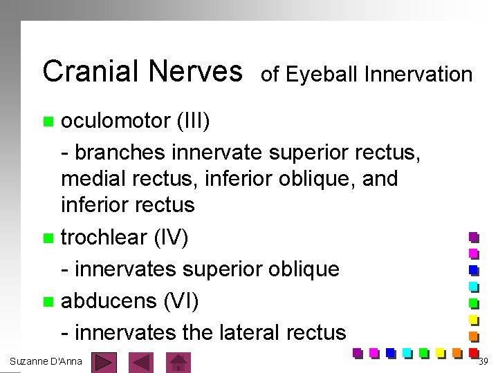 Cranial Nerves of Eyeball Innervation oculomotor (III) - branches innervate superior rectus, medial rectus,