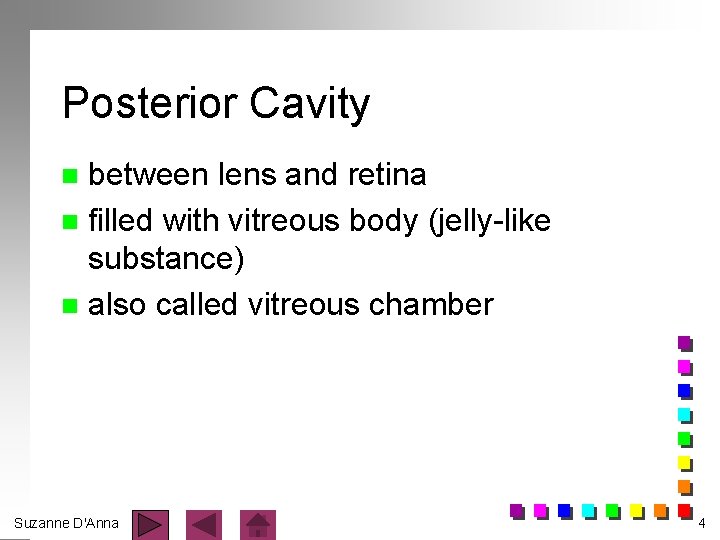 Posterior Cavity between lens and retina n filled with vitreous body (jelly-like substance) n