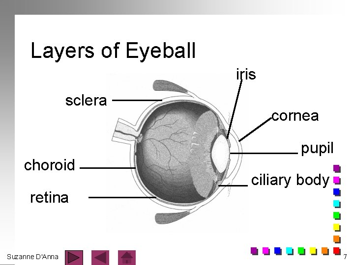 Layers of Eyeball iris sclera choroid cornea pupil ciliary body retina Suzanne D'Anna 7