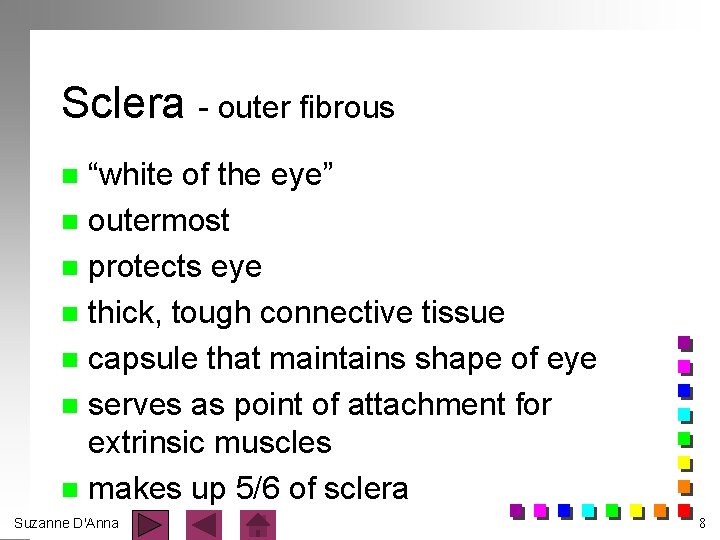 Sclera - outer fibrous “white of the eye” n outermost n protects eye n