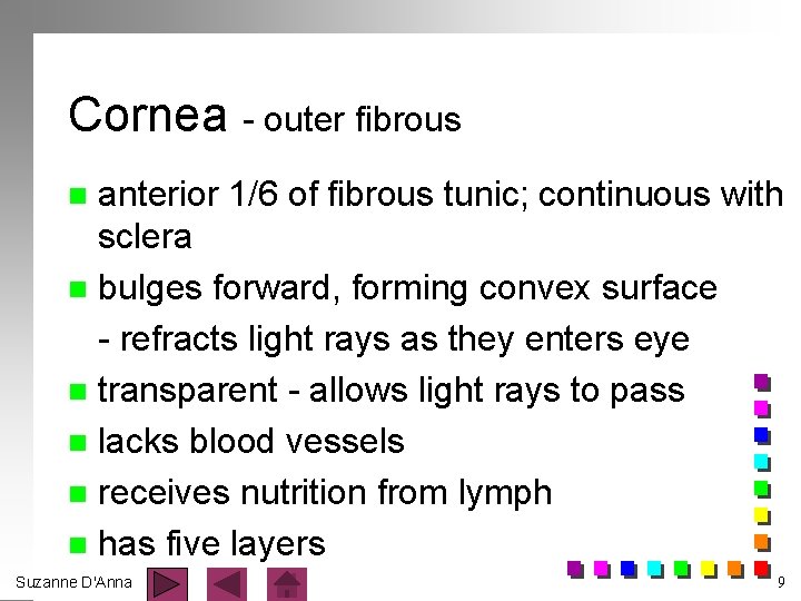 Cornea - outer fibrous anterior 1/6 of fibrous tunic; continuous with sclera n bulges