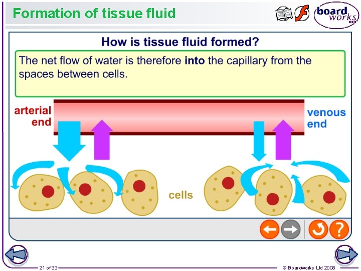 Formation of tissue fluid 21 of 33 © Boardworks Ltd 2008 Formation of tissue fluid 21 of 33 © Boardworks Ltd 2008