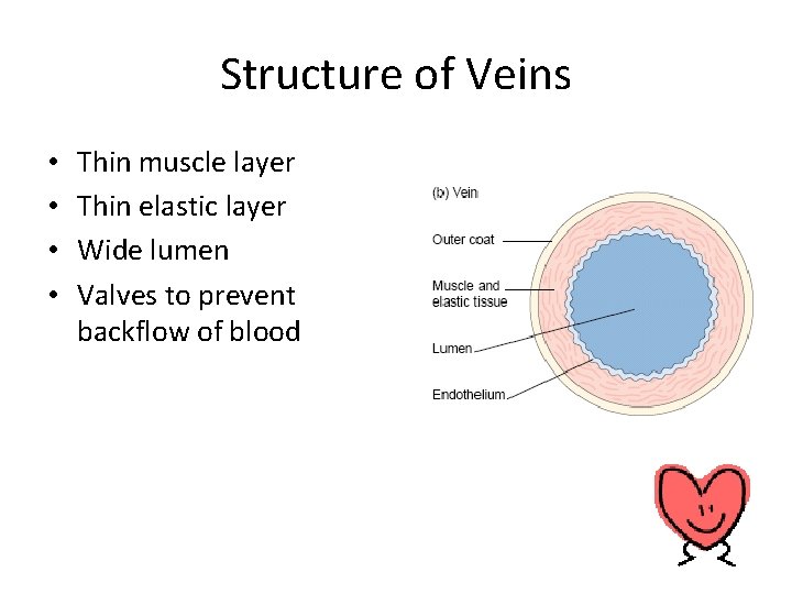 Structure of Veins • • Thin muscle layer Thin elastic layer Wide lumen Valves