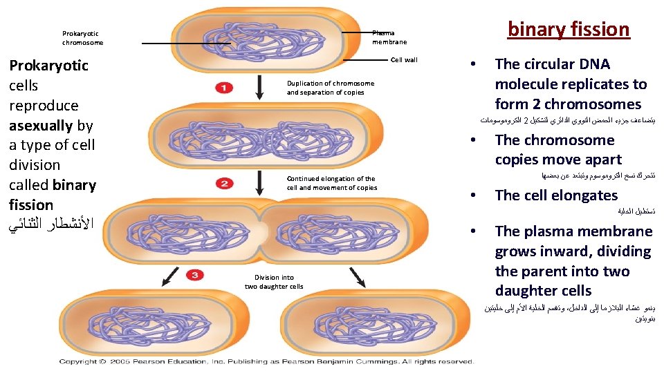 Prokaryotic cells reproduce asexually by a type of cell division called binary fission ﺍﻷﻨﺸﻄﺎﺭ