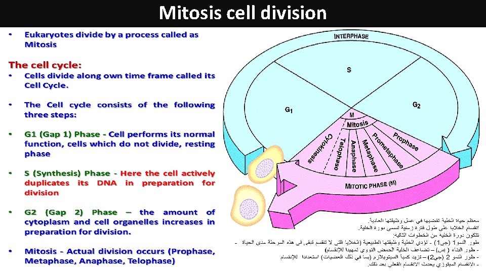 Mitosis cell division 