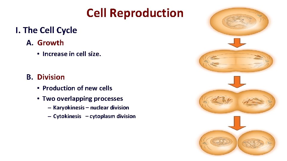 Cell Reproduction I. The Cell Cycle A. Growth • Increase in cell size. B.