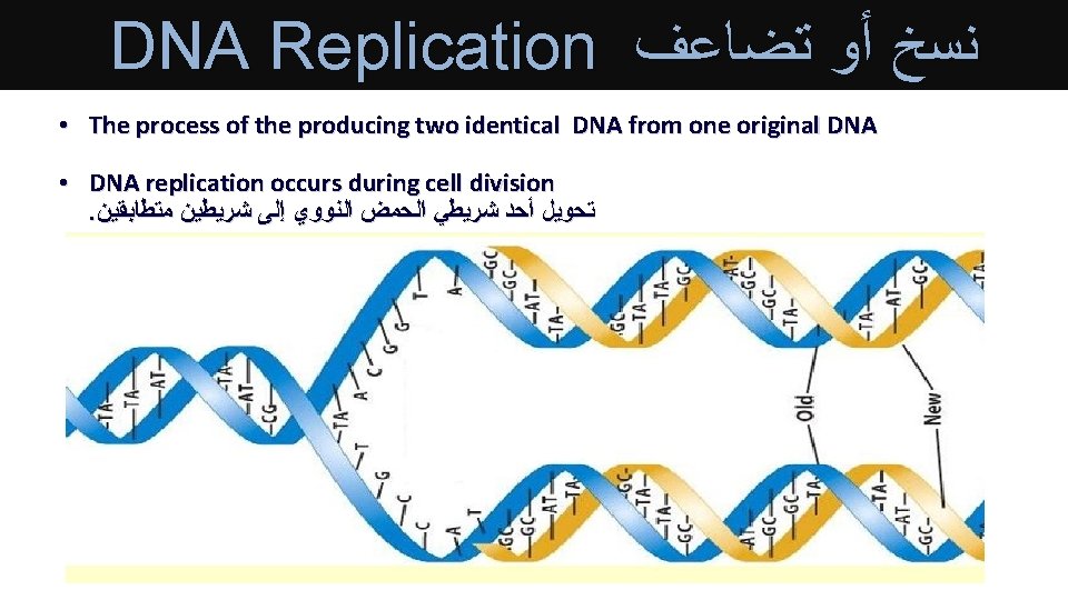 DNA Replication ﻧﺴﺦ ﺃﻮ ﺗﻀﺎﻋﻒ • The process of the producing two identical DNA