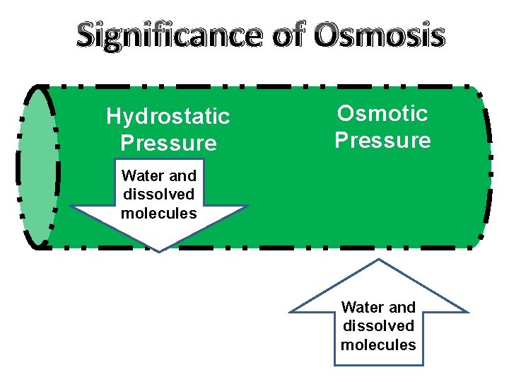 Significance of Osmosis Hydrostatic Pressure Osmotic Pressure Water and dissolved molecules 