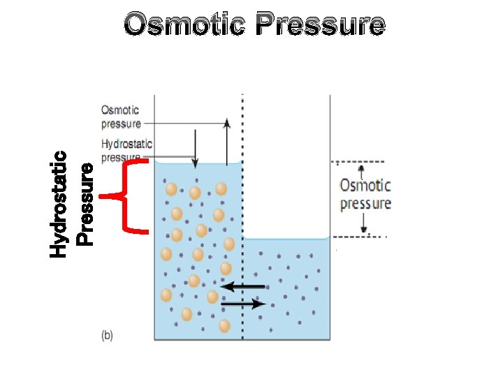 Hydrostatic Pressure Osmotic Pressure 
