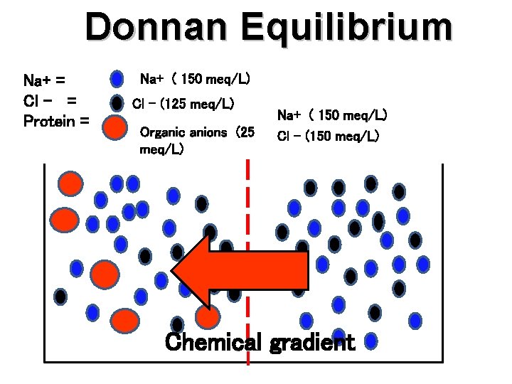 Donnan Equilibrium Na+ = Cl - = Protein = Na+ ( 150 meq/L) Cl