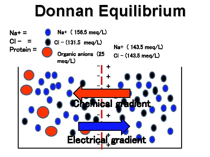 Donnan Equilibrium Na+ = Cl - = Protein = Na+ ( 156. 5 meq/L)