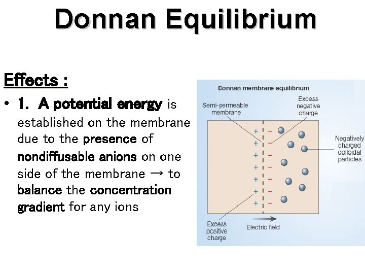 Donnan Equilibrium Effects : • 1. A potential energy is established on the membrane
