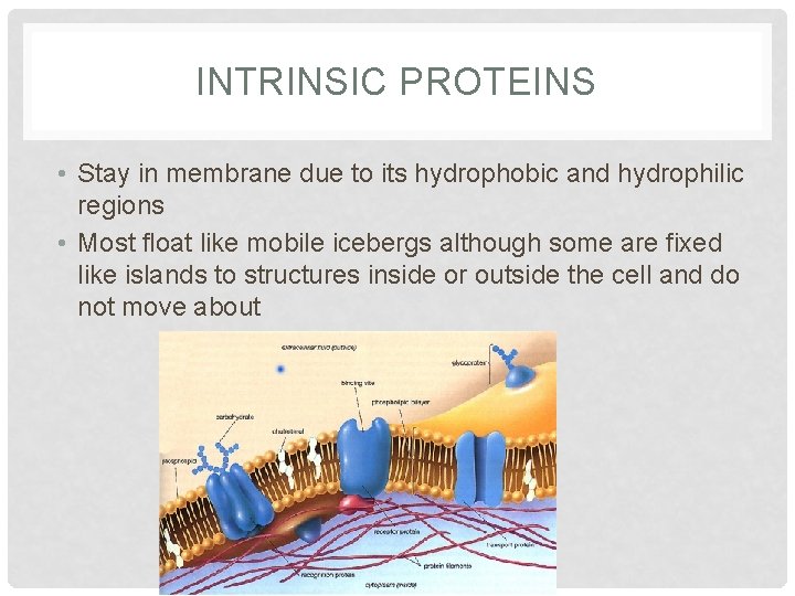 INTRINSIC PROTEINS • Stay in membrane due to its hydrophobic and hydrophilic regions •