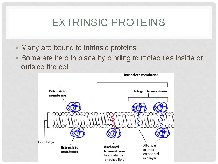 EXTRINSIC PROTEINS • Many are bound to intrinsic proteins • Some are held in