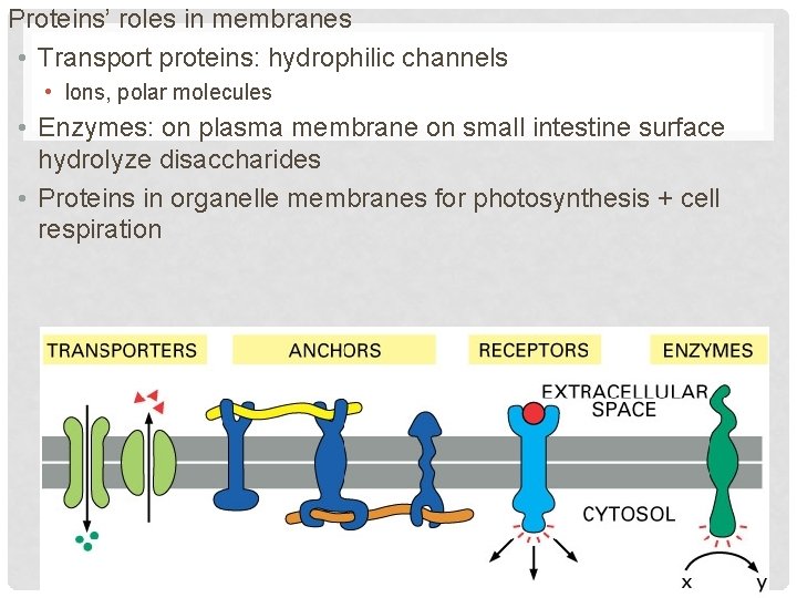 Proteins’ roles in membranes • Transport proteins: hydrophilic channels • Ions, polar molecules •