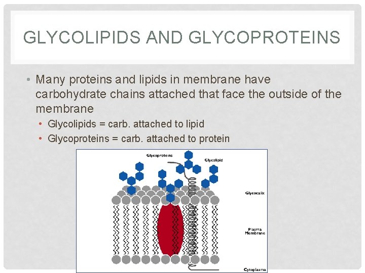GLYCOLIPIDS AND GLYCOPROTEINS • Many proteins and lipids in membrane have carbohydrate chains attached