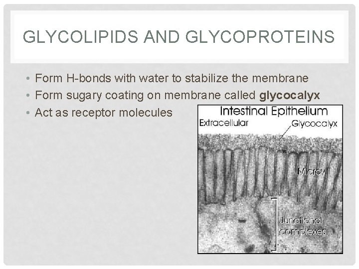 GLYCOLIPIDS AND GLYCOPROTEINS • Form H-bonds with water to stabilize the membrane • Form
