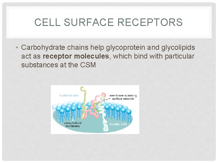 CELL SURFACE RECEPTORS • Carbohydrate chains help glycoprotein and glycolipids act as receptor molecules,